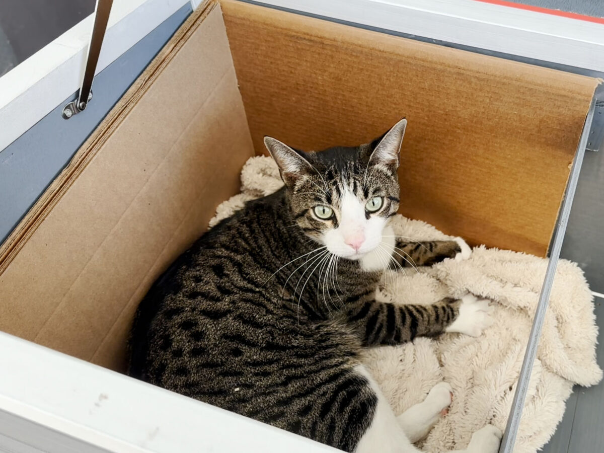 Our neighborhood stray cat using his insulated winterized feral cat house on cold winter days