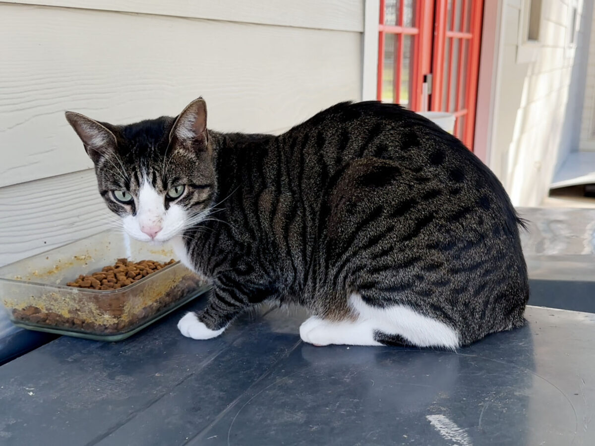 The neighborhood stray cat. We call him Tiger.